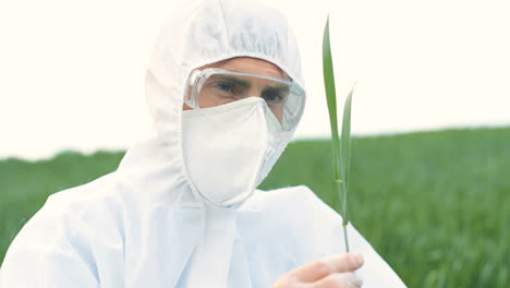 Close-up-view-of-Caucasian-researcher-man-in-protective-suit-and-goggles-sitting-on-field-and-picking-up-herb-of-wheat