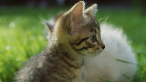 Close-up-view-of-a-little-funny-kitty-cat-sitting-on-the-grass-and-looking-at-camera-in-the-park