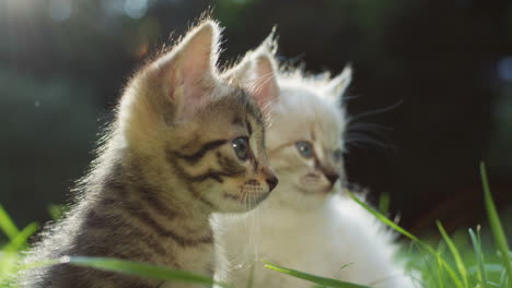 Close-up-view-of-a-two-small-kitty-cats-on-the-grass-on-a-sunny-summer-day