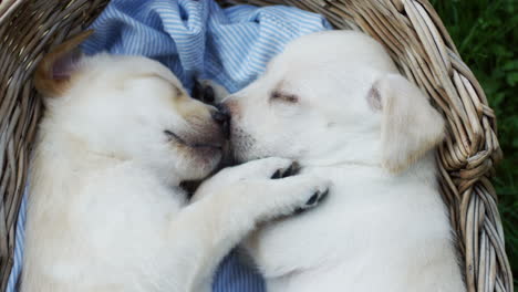 Close-up-view-of-a-white-small-labrador-puppies-sleeping-in-the-basket-and-child's-hand-petting-them