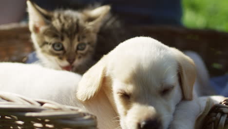 Close-up-view-of-a-little-cute-labrador-puppy-and-kitty-cat-sitting-in-a-basket-on-the-green-grass