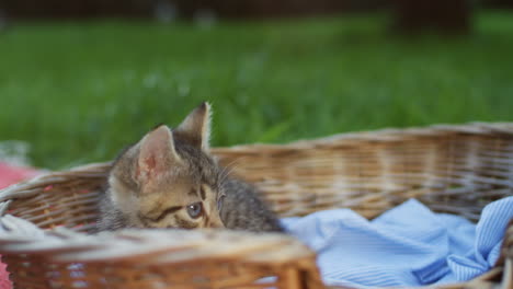 Close-up-view-of-small-kitty-cat-on-a-basket-in-the-park-on-a-sunny-summer-day