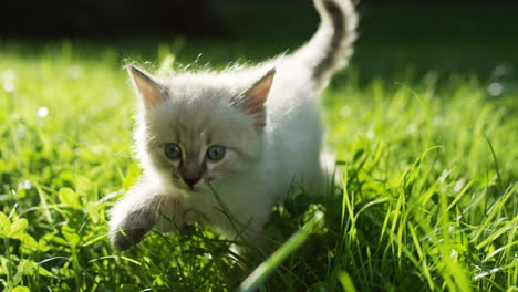 Close-up-view-of-a-kitty-cat-walking-on-the-green-grass-in-the-park-on-a-sunny-day
