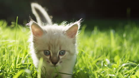 Close-up-view-of-a-kitty-cat-walking-on-the-green-grass-in-the-park-on-a-sunny-day