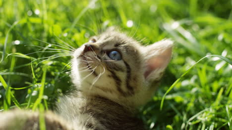 Close-up-view-of-a-cute-kitty-cat-lying-on-the-green-grass-and-playing-with-its-paws