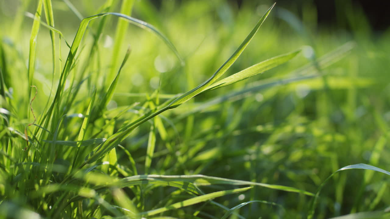 Free Stock Video - Close-up View Of A Green Grass In Sunlight On A 