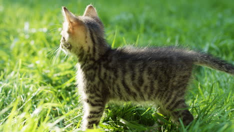 Close-up-view-of-a-grey-kitty-cat-jumping-on-green-grass-in-the-park