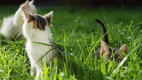 Close-up-view-of-three-cute-kitty-car-playing-and-having-fun-on-the-green-grass-in-the-park