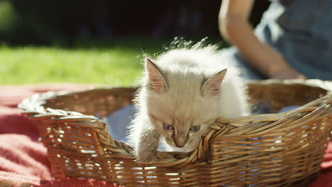 Close-up-view-of-a-cute-kitty-cat-sitting-in-a-basket-near-a-woman-who-is-lying-on-green-grass-in-the-park