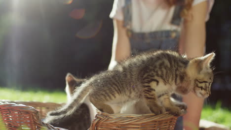 Close-up-view-of-a-small-little-kitty-cats-coming-out-of-a-basket-while-a-woman-petting-them