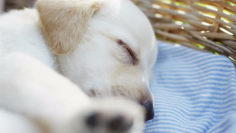 Close-up-view-of-caucasian-girl-hands-petting-a-labrador-puppy-sleeping-in-a-basket-in-the-park