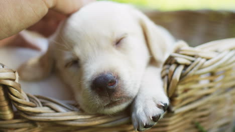 Top-view-of-caucasian-girl-hands-petting-a-labrador-puppy-sleeping-in-a-basket-in-the-park