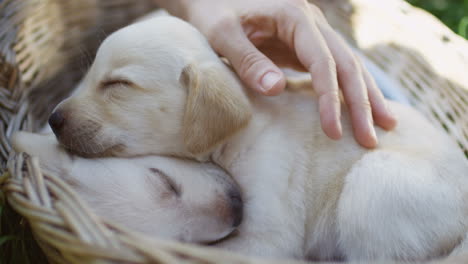 Close-up-view-of-caucasian-woman-hands-petting-a-labrador-puppy-sleeping-in-a-basket-in-the-park