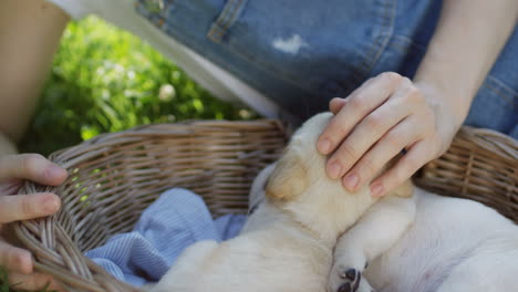 Caucasian-woman-in-glasses-petting-a-labrador-puppy-sleeping-in-a-basket-in-the-park