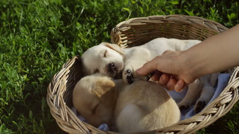 Top-view-of-caucasian-woman-hands-petting-labrador-puppies-sleeping-in-a-basket-in-the-park