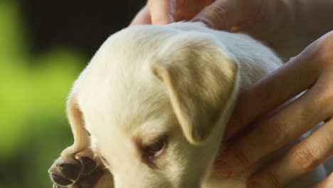 Close-up-view-of-a-caucasian-female-hands-petting-a-small-cute-white-labrador-puppy-on-green-grass-in-the-park