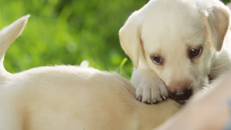 Close-up-view-of-a-labrador-puppy-coming-close-to-another-puppy-and-smelling-it