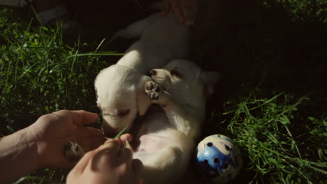 Top-view-of-caucasian-woman-hands-playing-and-petting-two-labrador-puppies-on-green-grass