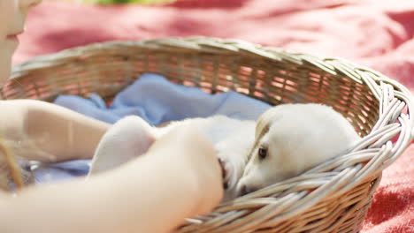 Close-up-view-of-caucasian-girl-hands-putting-a-small-labrador-puppy-in-the-basket-on-the-grass-in-the-park