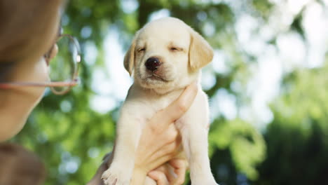 Close-up-view-of-caucasian-woman-holding-and-playing-with-labrador-puppy-in-the-park-on-a-summer-day
