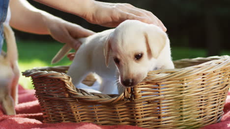 Close-up-view-of-caucasian-woman-hands-petting-a-white-labrador-puppy-in-a-basket-in-the-park