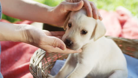 Close-up-view-of-caucasian-woman-hands-petting-a-white-labrador-puppy-in-a-basket-in-the-park