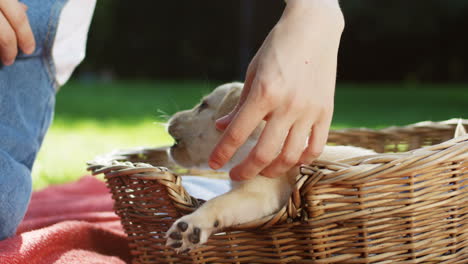 Close-up-view-of-caucasian-woman-hands-petting-and-playing-with-a-white-labrador-puppy-in-a-basket-in-the-park