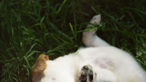 Close-up-view-of-caucasian-woman-hands-petting-and-playing-with-a-white-labrador-puppy-on-green-grass-in-the-park