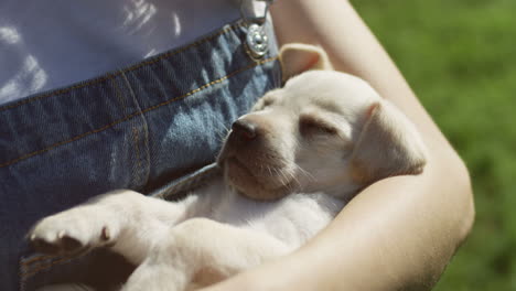 Close-up-view-of-labrador-puppy-sleeping-on-the-arms-of-a-caucasian-woman-in-the-park