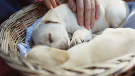 Close-up-view-of-a-caucasian-woman-hand-petting-a-white-labrador-puppy-while-it-is-sleeping-in-a-basket-in-the-park