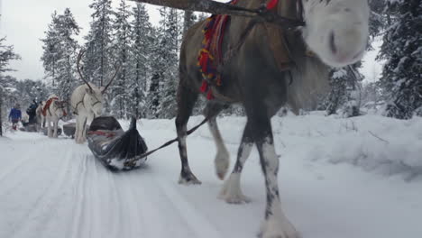 Reindeer-Walking-On-Snowy-Trail