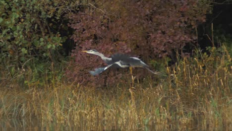Grey-Heron-in-flight-over-water-within-the-wilderness