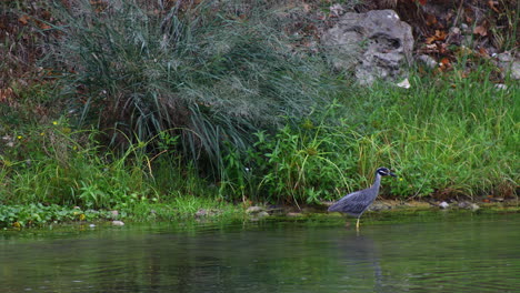 Yellow-Crowned-Night-Heron-on-the-Guadalupe-River-in-New-Braunfels-Texas