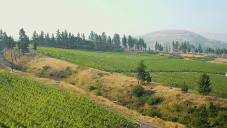 Aerial-view-of-rows-in-vineyard-and-mountains-in-the-Okanagan-near-Kelowna-with-smoke-from-forest-fires