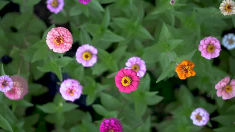 Top-Shot-Pan-of-bright-pink,-purple,-orange,-and-blue-zinnias-in-a-green-garden