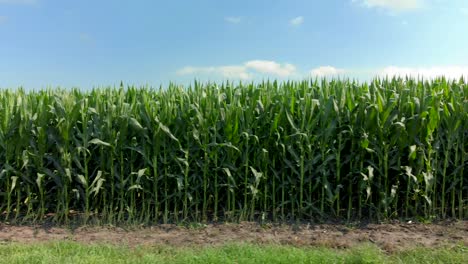 Drone-footage-of-corn-stocks-with-blue-sky-and-clouds-on-a-farm
