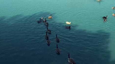 Geese-swim-in-a-row-by-ducks-in-a-calm-turquoise-lake