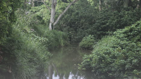 Quiet-Stream-in-Tropical-Forest-in-Hawaii