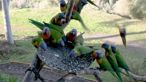 Lorikeets-eating-and-playing-on-a-feeder-during-the-sunny-day-in-Australia
