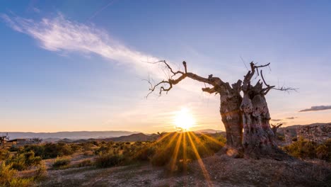 Old-Tree-Colouful-Sunset-in-the-Desert