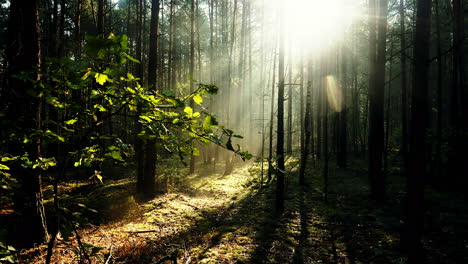 Sun-is-shining-through-the-trees-in-a-natural-foggy-forest---time-lapse