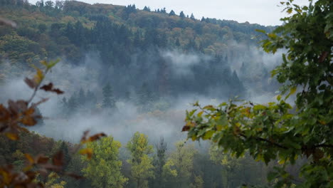 Fog-in-forest-woods-of-Eifel-Germany