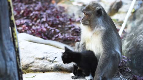 Close-up-of-a-monkey-and-kitten-in-the-Thai-mountains