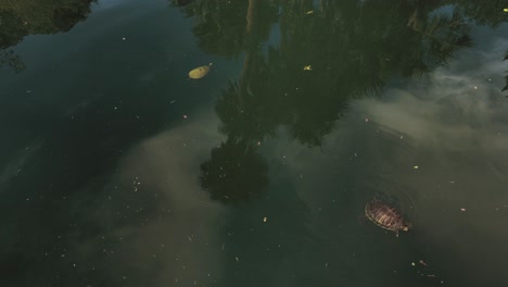 Drei-Schildkröten-Schwimmen-In-Einem-Tropischen-Teich-Vorbei,-Während-Palmen-In-Der-Reflexion-Auf-Dem-Wasser-Zu-Sehen-Sind