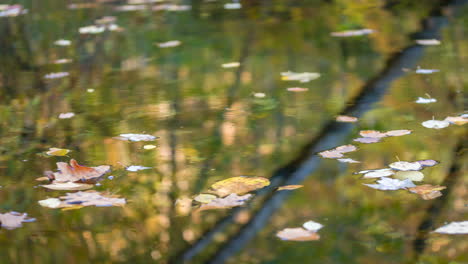 Leaves-floating-in-pond-being-rotated-around-by-blowing-wind-1