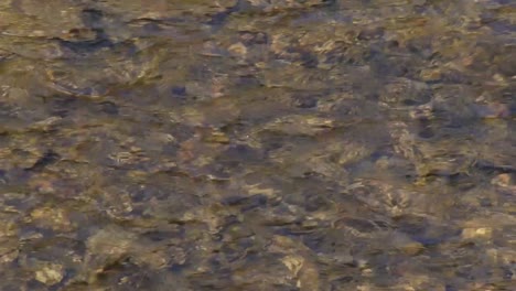 Close-up-of-stream-water-Olentangy-River-in-Ohio