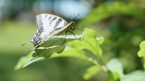 Slow-motion-close-up-shot-of-a-butterfly-sitting-on-a-leaf-and-then-taking-off