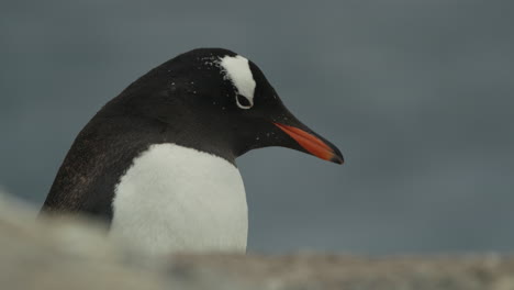 Eine-Nahaufnahme-Eines-Pinguins,-Der-Den-Kopf-Schüttelt-Und-Sich-Umschaut