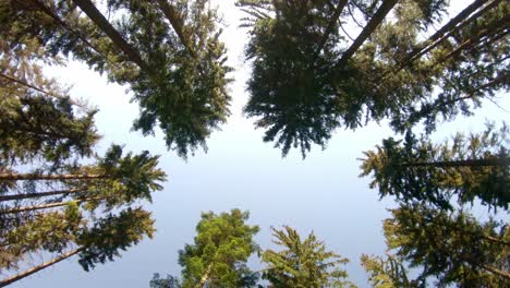 Copas-De-árboles-En-El-Parque-Nacional-Orlické-Hory