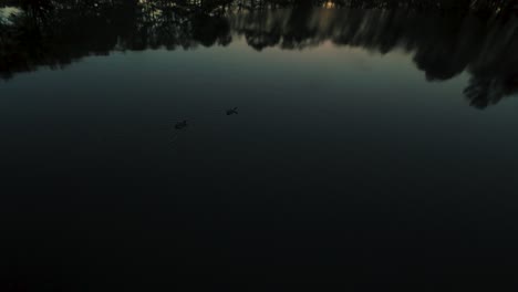 Two-Canadian-geese-swim-slowly-across-a-dark-pond-in-the-twilight-of-early-morning-as-the-surrounding-trees-reflect-on-the-water